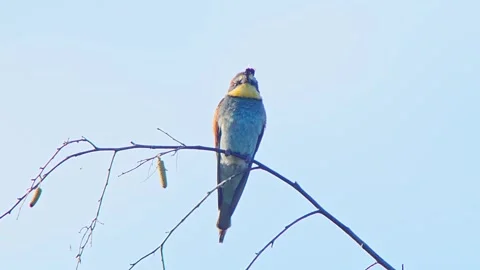 European Bee-eater (Merops apiaster) Calling with Nuptial Gift on Tree Branch at Stock Footage 329627143