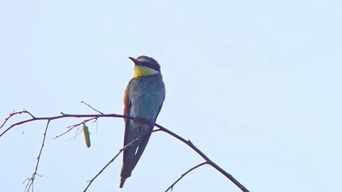 European Bee-eater (Merops apiaster) Calling with Nuptial Gift on Tree Branch at Stock Footage 329627317