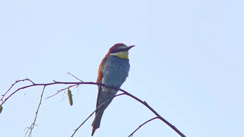 European Bee-eater (Merops apiaster) Calling with Nuptial Gift on Tree Branch at Stock Footage 329627337
