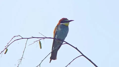 European Bee-eater (Merops apiaster) Calling with Nuptial Gift on Tree Branch at Stock Footage 329627390