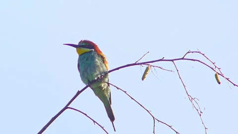 European Bee-eater (Merops apiaster) Calling with Nuptial Gift on Tree Branch at Stock Footage 329627465