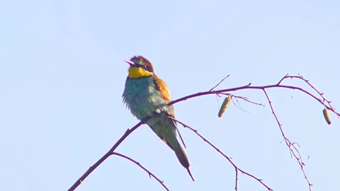European Bee-eater (Merops apiaster) Calling with Nuptial Gift on Tree Branch at Stock Footage 329627536