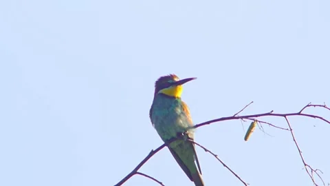 European Bee-eater (Merops apiaster) Calling with Nuptial Gift on Tree Branch at Stock Footage 329627556