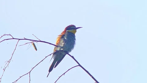 European Bee-eater (Merops apiaster) Calling with Nuptial Gift on Tree Branch at Stock Footage 329627593