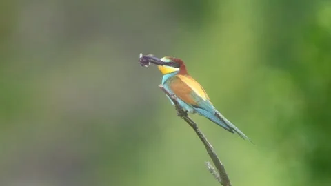 European Bee-eater (Merops apiaster) Calling with Nuptial Gift on Tree Branch at Stock Footage 329627761