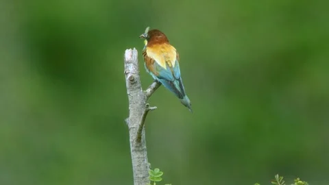 European Bee-eater (Merops apiaster) Calling with Nuptial Gift on Tree Branch at Stock Footage 329627823