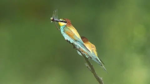 European Bee-eater (Merops apiaster) Calling with Nuptial Gift on Tree Branch at Stock Footage 329627883