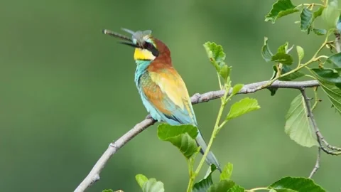 European Bee-eater (Merops apiaster) Calling with Nuptial Gift on Tree Branch at Stock Footage 329628191