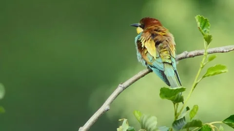 European Bee-eater (Merops apiaster) Calling with Nuptial Gift on Tree Branch at Stock Footage 329628339