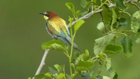 European Bee-eater (Merops apiaster) Calling with Nuptial Gift on Tree Branch at Stock Footage 329628681