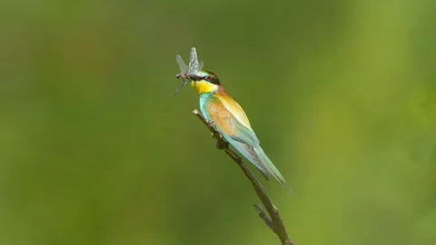 European Bee-eater (Merops apiaster) Calling with Nuptial Gift on Tree Branch at Stock Footage 329628807