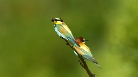 European Bee-eater (Merops apiaster) Calling with Nuptial Gift on Tree Branch at Stock Footage 329628986