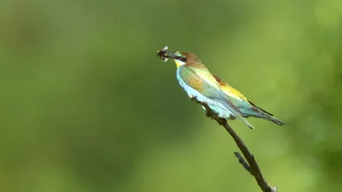 European Bee-eater (Merops apiaster) Calling with Nuptial Gift on Tree Branch at Stock Footage 329629150