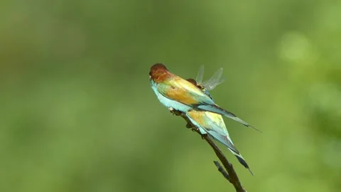 European Bee-eater (Merops apiaster) Calling with Nuptial Gift on Tree Branch at Stock Footage 329629273