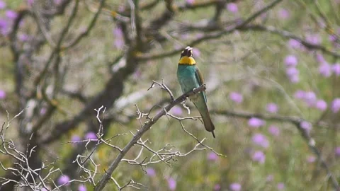 European Bee-eater (Merops apiaster) Calling with Nuptial Gift on Tree Branch at Stock Footage 329629457