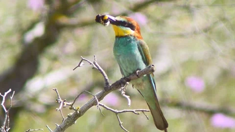 European Bee-eater (Merops apiaster) Calling with Nuptial Gift on Tree Branch at Stock Footage 329629649