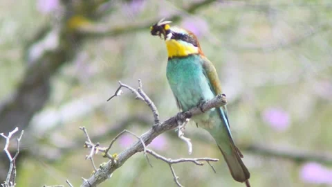 European Bee-eater (Merops apiaster) Calling with Nuptial Gift on Tree Branch at Stock Footage 329629788