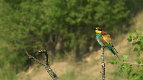 European Bee-eater (Merops apiaster) cleaning beak and hopping on a branch Stock Footage 332715340