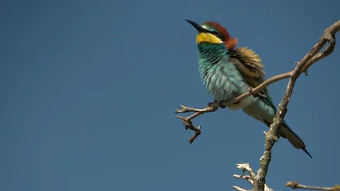 European Bee-eater (Merops apiaster) calling and puffing feathers on a branch Stock Footage 332716969