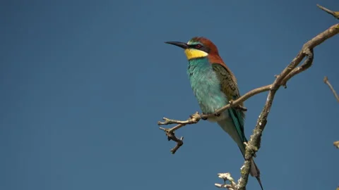 European Bee-eater (Merops apiaster) eating an insect and calling Stock Footage 332719680