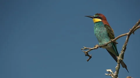 European Bee-eater (Merops apiaster) preening feathers detailed shot Stock Footage 332720487