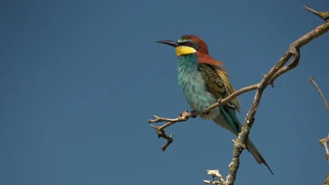 European Bee-eater (Merops apiaster) preening feathers on a branch Stock Footage 332721617