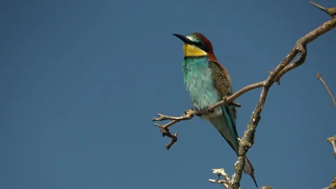 European Bee-eater (Merops apiaster) preening and puffing feathers Stock Footage 332722786