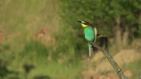 European Bee-eater (Merops apiaster) calling and flying away Stock Footage 332723795