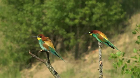 European Bee-eater (Merops apiaster) taking off from a branch Stock Footage 332725041