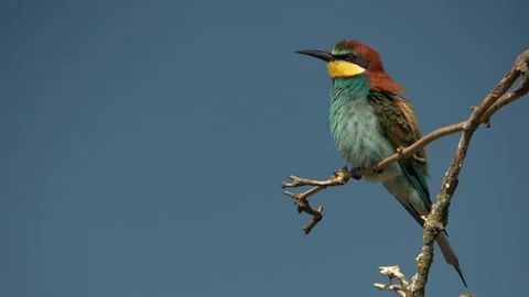 European Bee-eater (Merops apiaster) stretching wings and pooping Stock Footage 332725099