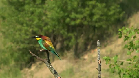 European Bee-eater (Merops apiaster) landing and taking off Stock Footage 332726507