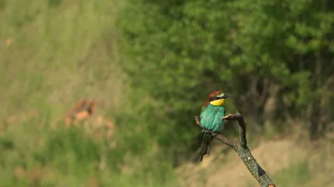 European Bee-eater (Merops apiaster) scratching head and taking off Stock Footage 332727713