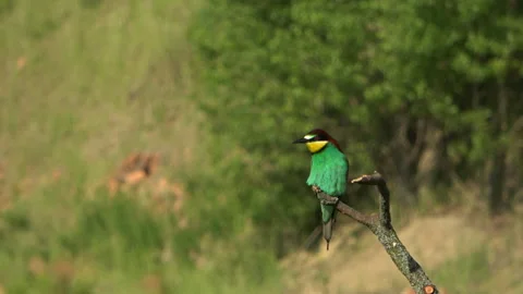 European Bee-eater (Merops apiaster) calling and scratching feet on a branch Stock Footage 332729955