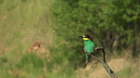 European Bee-eater (Merops apiaster) cleaning feet and flying away 스톡 동영상 332767154
