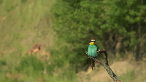 European Bee-eater (Merops apiaster) cleaning beak 스톡 동영상 332770485