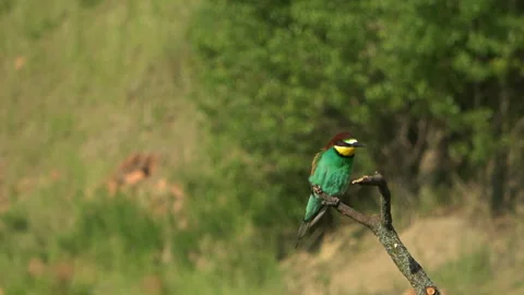 European Bee-eater (Merops apiaster) puffing feathers on branch 스톡 동영상 332789532