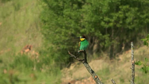 European Bee-eater (Merops apiaster) looking around and puffing 스톡 동영상 332790044