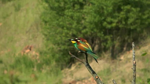 European Bee-eater (Merops apiaster) cleaning feathers and puffing 스톡 동영상 333266330