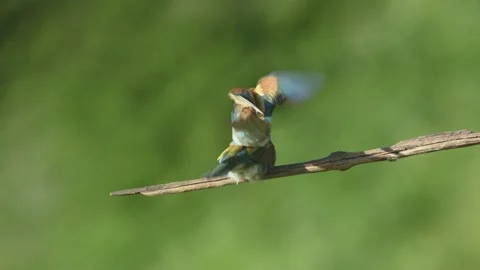 European bee-eater (Merops apiaster) coupling on a branch during breeding p.. Stock Footage 338986411