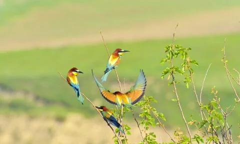 European bee-eater (Merops Apiaster) outdoor Stock Photos