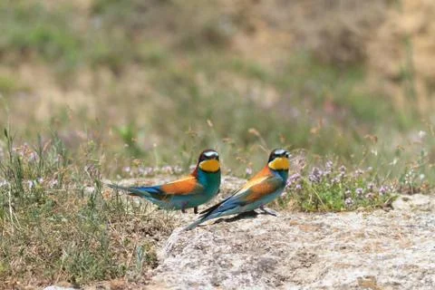 European bee eater (merops apiaster) Stock Photos