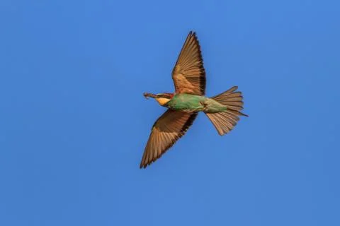 European bee-eater (merops apiaster) Stock Photos