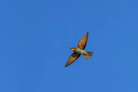 European bee-eater (merops apiaster) Stock Photos