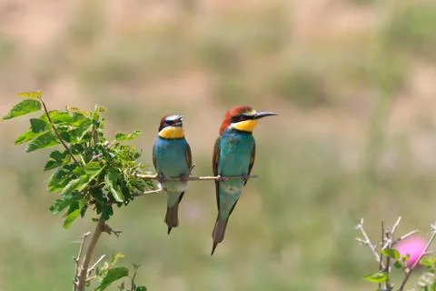 European bee eater (merops apiaster) Stock Photos