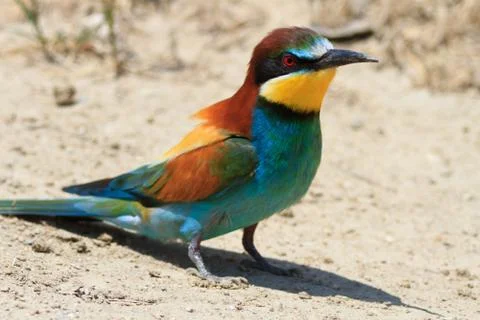 European bee eater (merops apiaster) Stock Photos