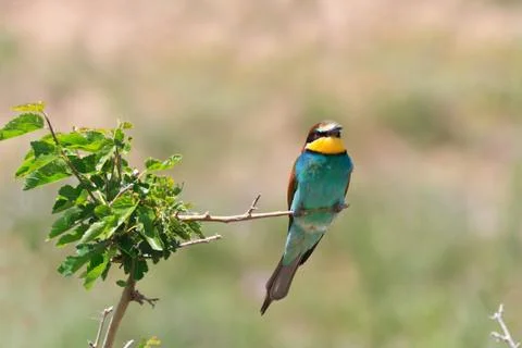 European bee eater (merops apiaster) Stock Photos