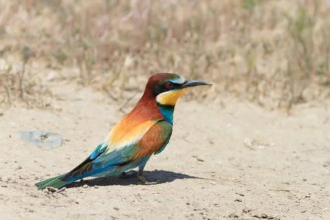 European bee eater (merops apiaster) Stock Photos