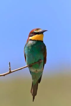 European bee eater (merops apiaster) Stock Photos
