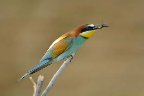 European bee-eater (merops apiaster) outdoor Stock Photos