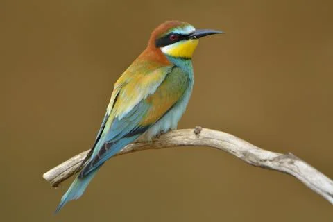 European bee-eater (merops apiaster) outdoor Stock Photos